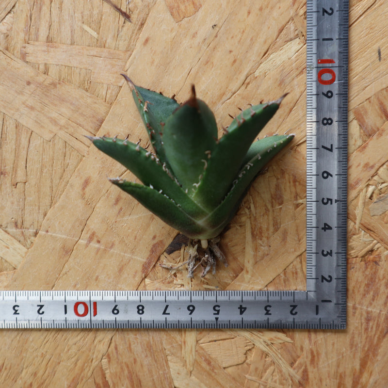 アガベ ① Tokyo F.T.W | AGAVE アガベ