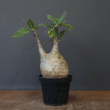 P.グラキリス 12