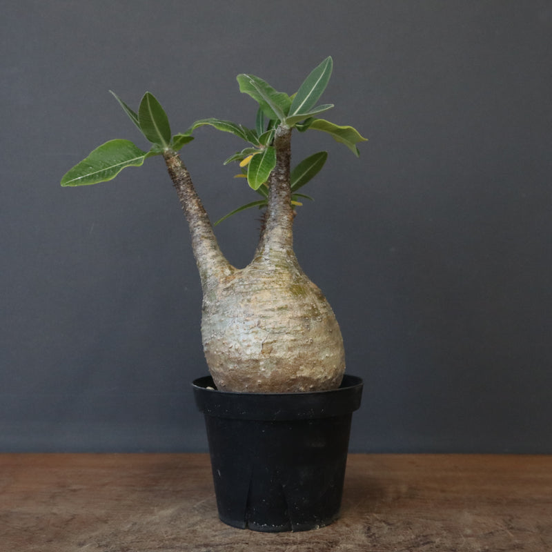 P.グラキリス 12