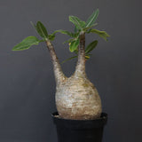 P.グラキリス 12