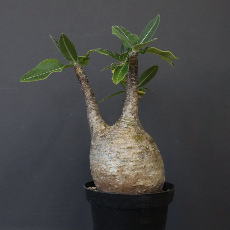 P.グラキリス 12