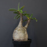 P.グラキリス 12