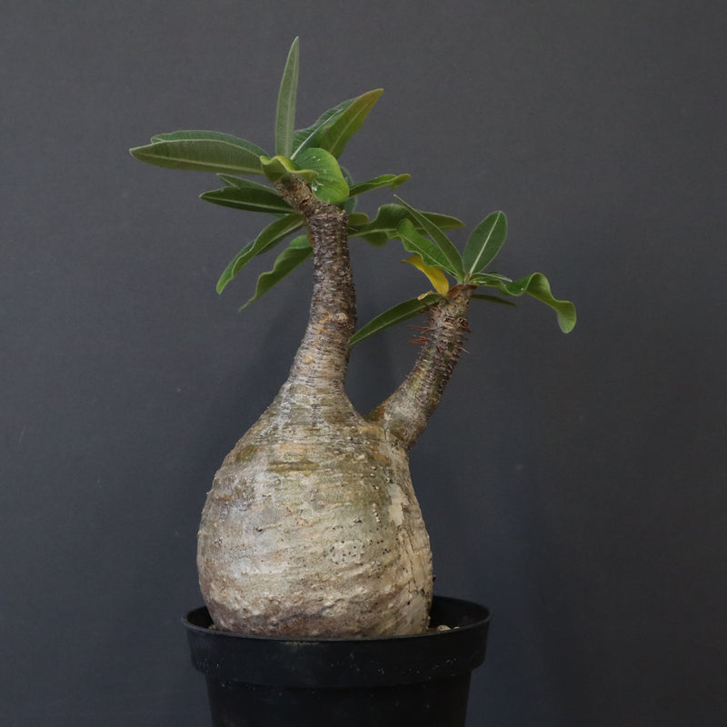 P.グラキリス 12