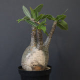 P.グラキリス 12