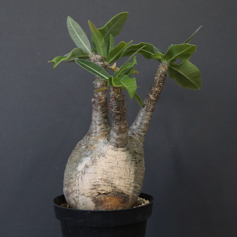 P.グラキリス 12