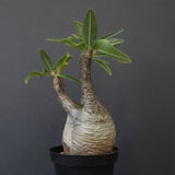 P.グラキリス 12