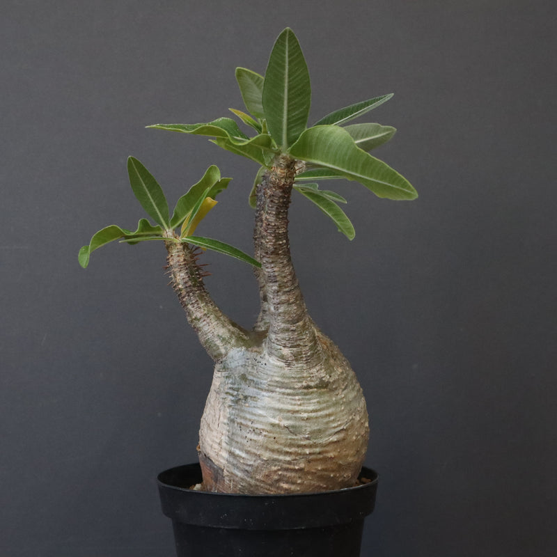 P.グラキリス 12