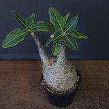 P.グラキリス 12