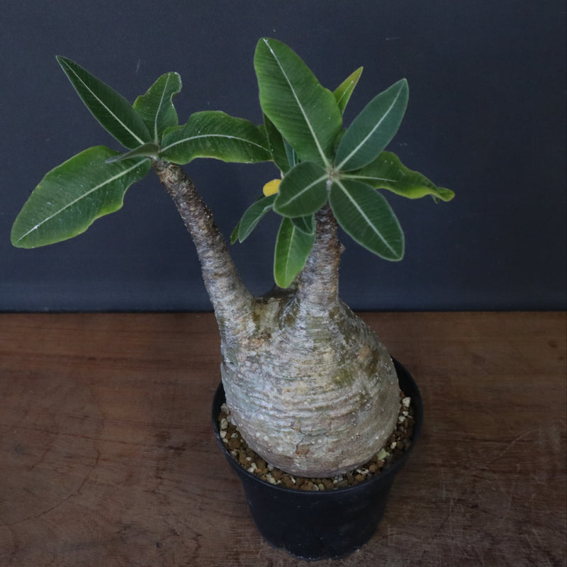 P.グラキリス 12