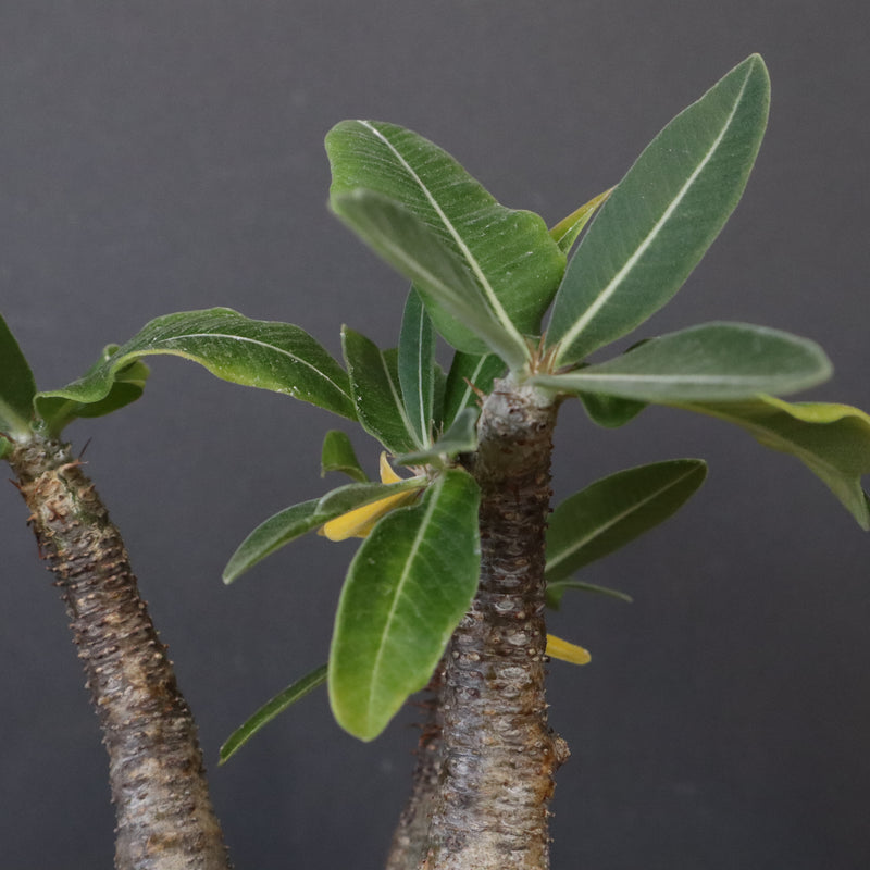 P.グラキリス 12