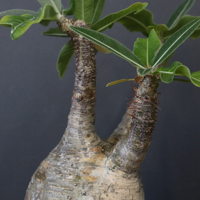 P.グラキリス 12