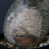 P.グラキリス 12