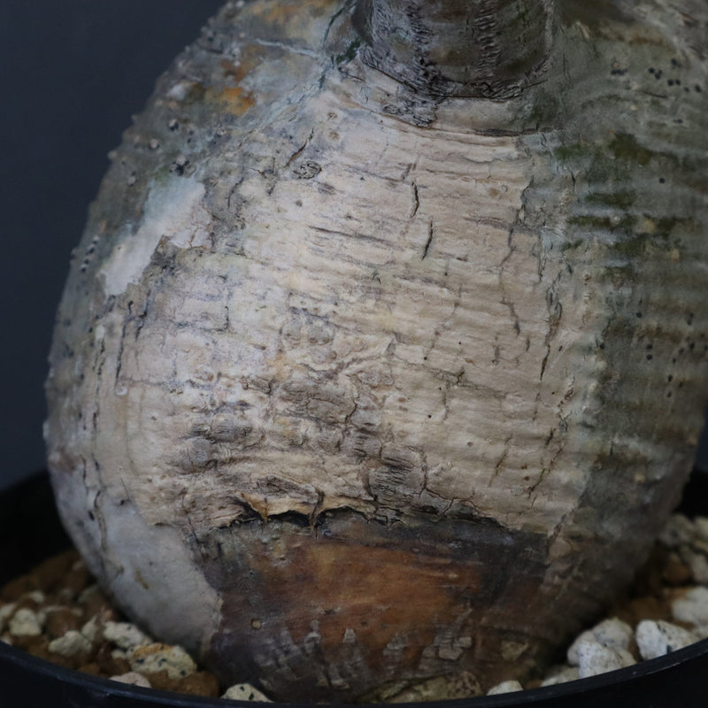 P.グラキリス 12