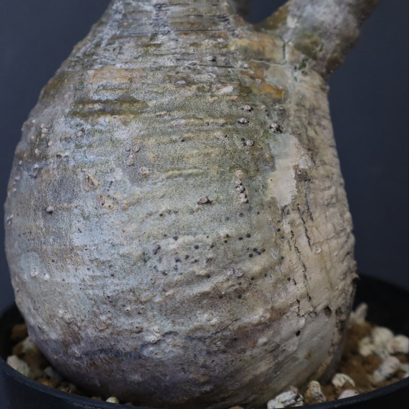 P.グラキリス 12