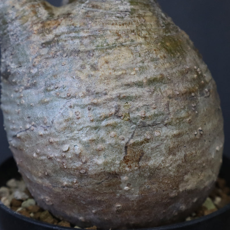 P.グラキリス 12