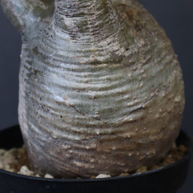 P.グラキリス 12