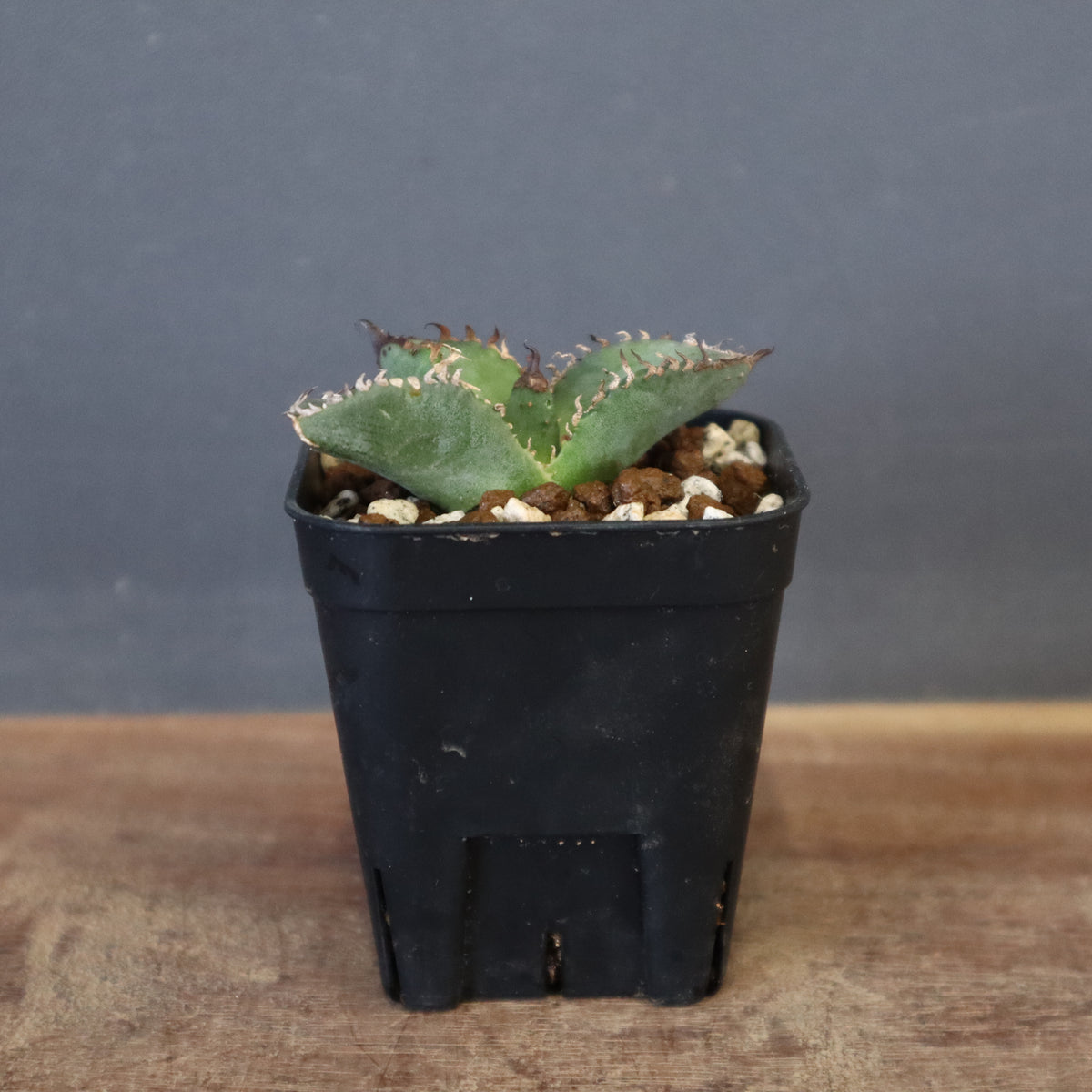 SALE対象 – 8ページ目 – TaiShoDo ONLINE SHOP