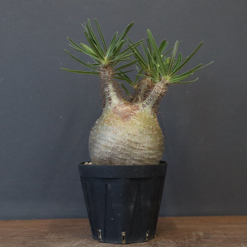 てつ様　グラキリス P.グラキリス E16 – TaiShoDo ONLINE SHOP