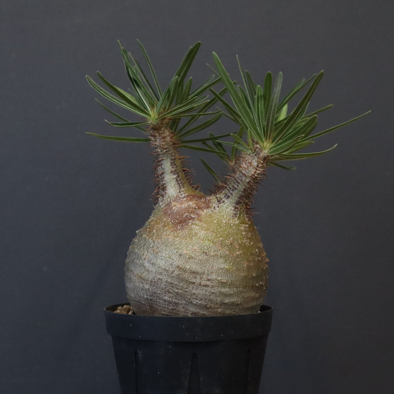 てつ様　グラキリス P.グラキリス E16 – TaiShoDo ONLINE SHOP