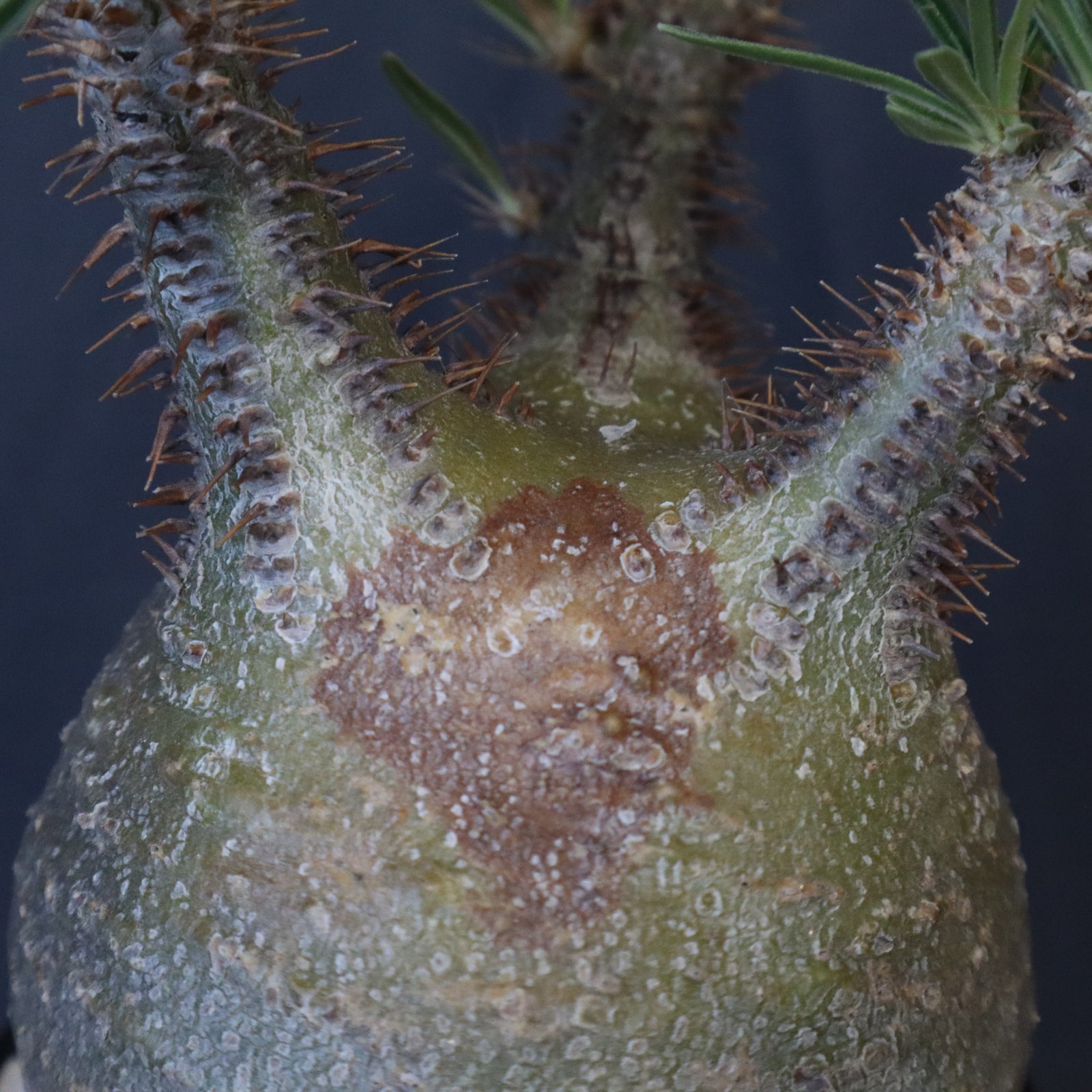 P.グラキリス E16 – TaiShoDo ONLINE SHOP