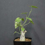 C.バイネシー EC3679