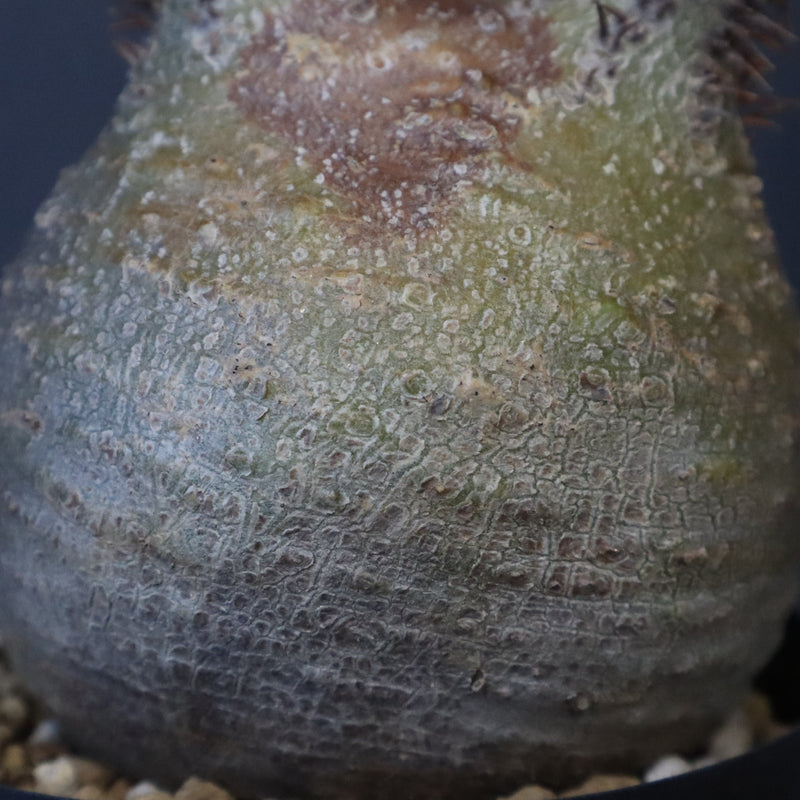 P.グラキリス E16 – TaiShoDo ONLINE SHOP