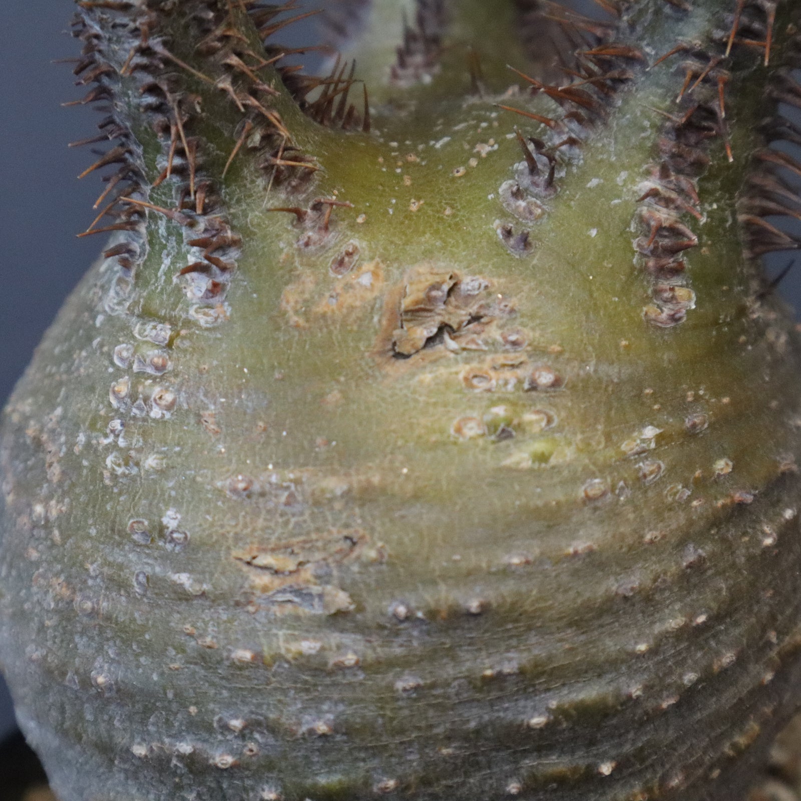 P.グラキリス E16 – TaiShoDo ONLINE SHOP