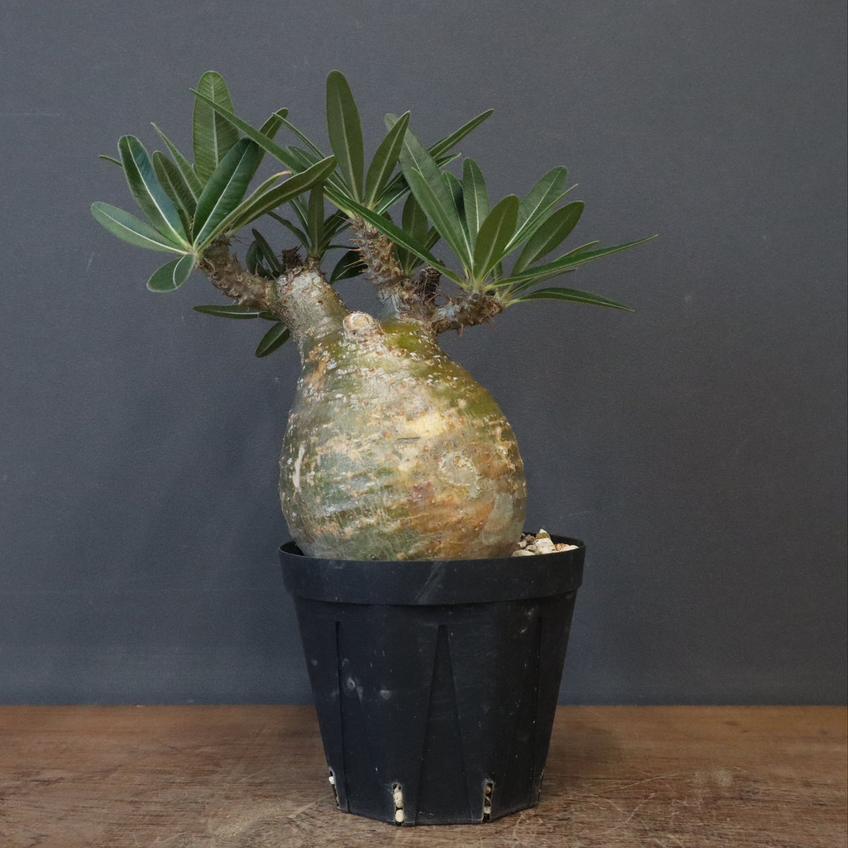 グラキリス 中株 まる型 塊根植物 黒鉢付き グラキリス 中株 まる型 塊根植物 黒鉢付き 塊根植物 鉢 植木鉢 Adv-024-