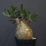 P.グラキリス D24