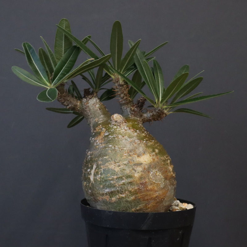 P.グラキリス D24