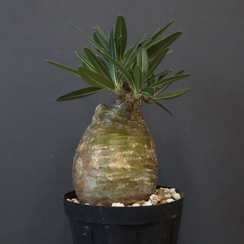 P.グラキリス D24