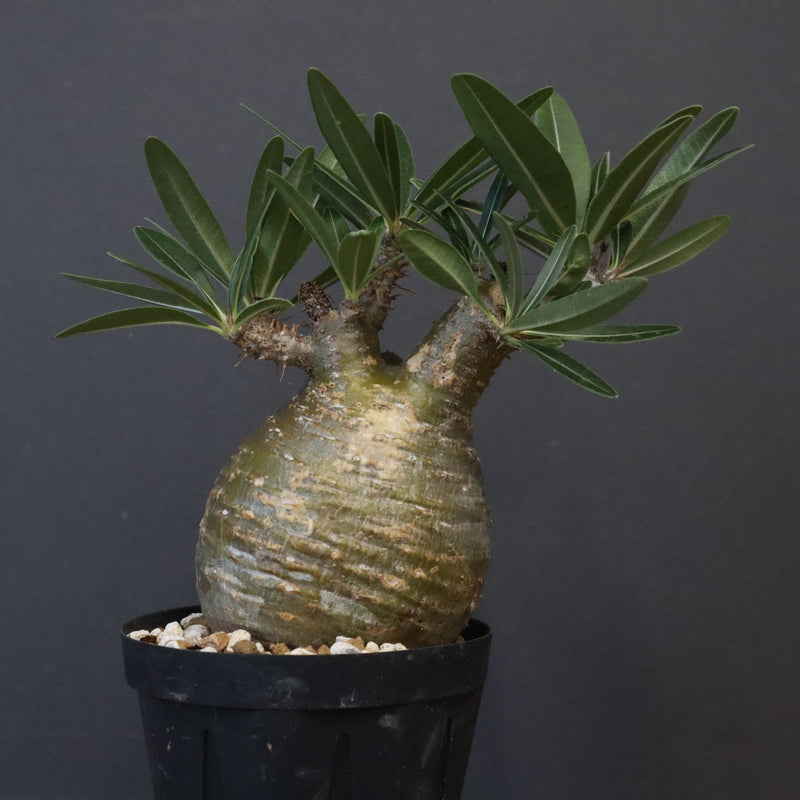 P.グラキリス D24