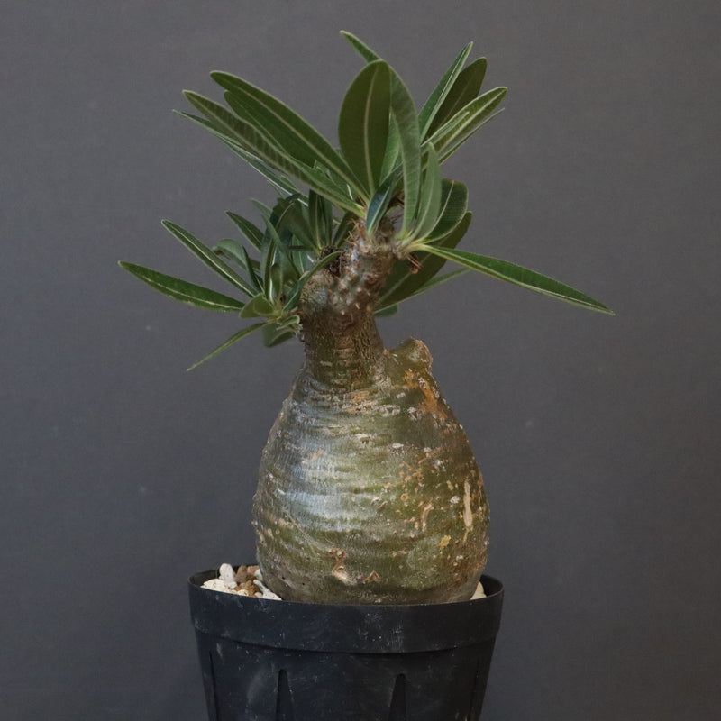 P.グラキリス D24