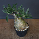 P.グラキリス D24