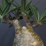 P.グラキリス D24