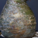 P.グラキリス D24