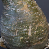 P.グラキリス D24