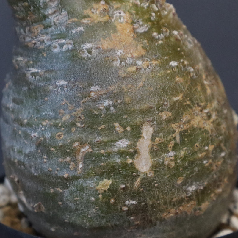 P.グラキリス D24