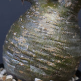 P.グラキリス D24