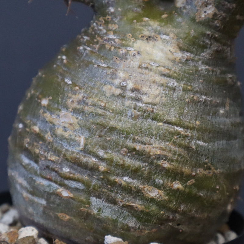 P.グラキリス D24