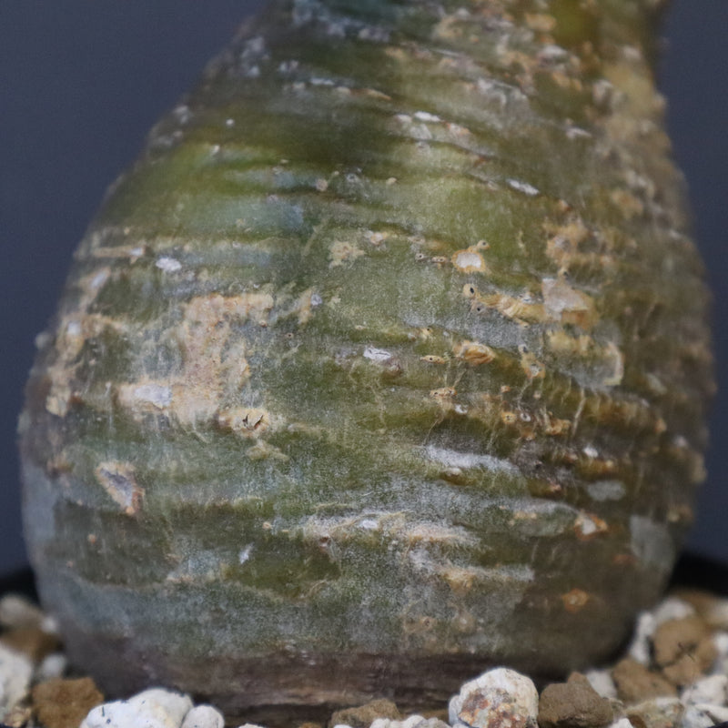 P.グラキリス D24