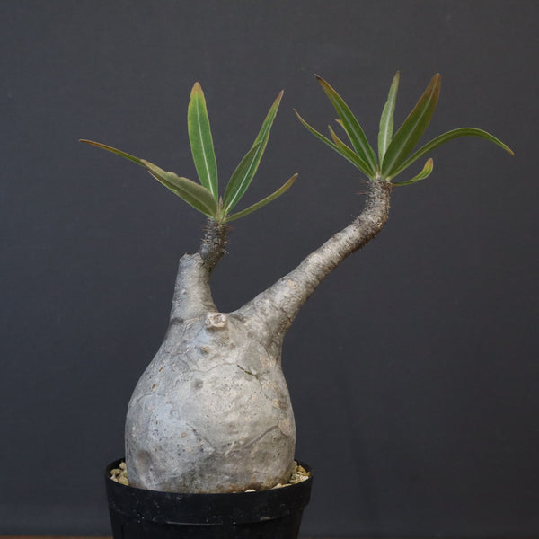 ビースト　産　子株 SALE対象 – 7ページ目 – TaiShoDo ONLINE SHOP