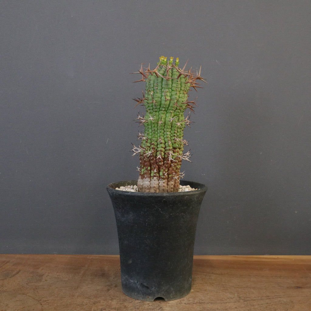 E.ステリスピナ（群星冠）EC2032 – TaiShoDo ONLINE SHOP