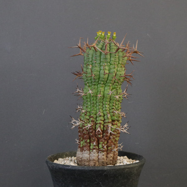 ユーフォルビア – TaiShoDo ONLINE SHOP