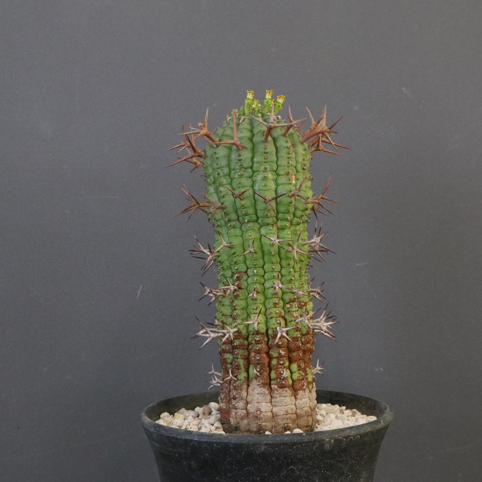 E.ステリスピナ（群星冠）EC2032 – TaiShoDo ONLINE SHOP