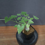 C.バイネシー EC3676