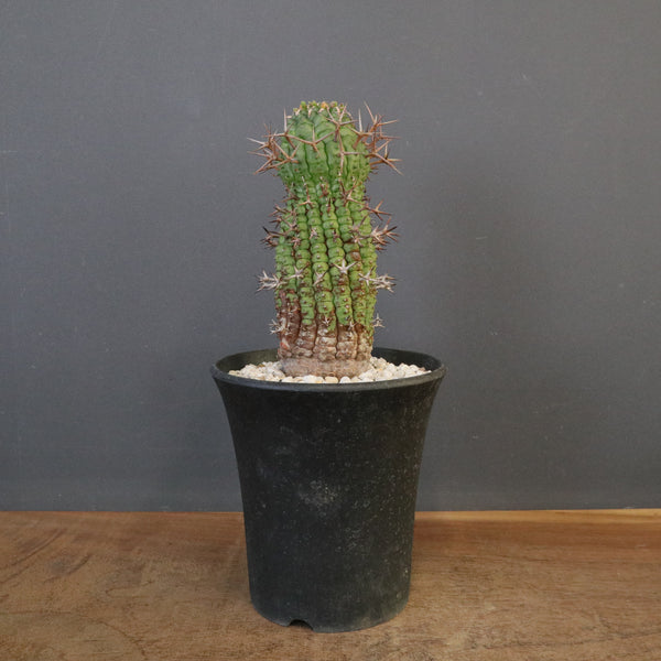 E.ステリスピナ（群星冠）EC2033 – TaiShoDo ONLINE SHOP