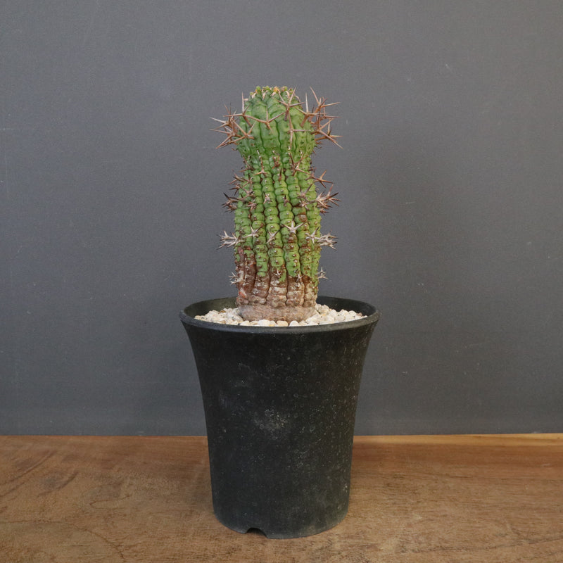 E.ステリスピナ（群星冠）EC2033 – TaiShoDo ONLINE SHOP