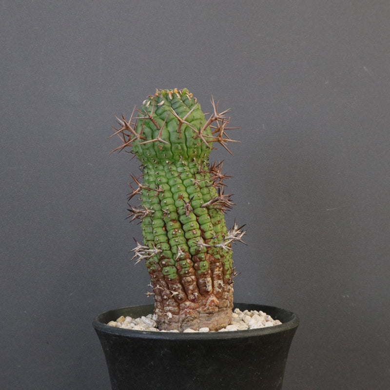 E.ステリスピナ（群星冠）EC2033 – TaiShoDo ONLINE SHOP