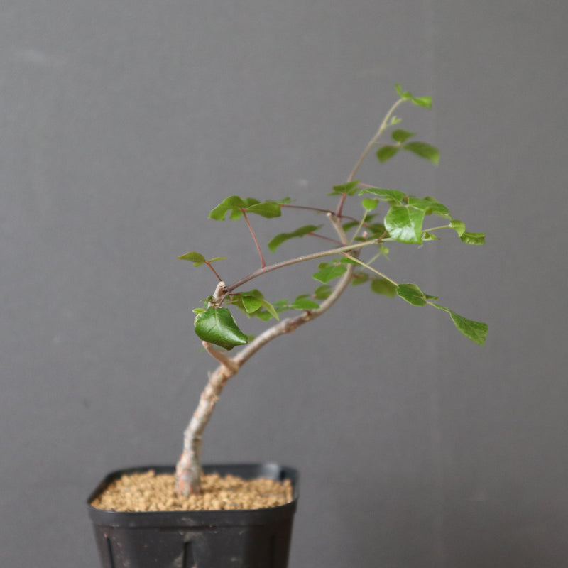 コミフォラSP（実生） EC2905 – TaiShoDo ONLINE SHOP